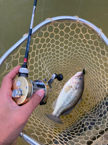 ラージマウスバスの釣果