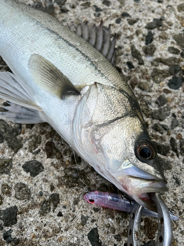 スズキの釣果