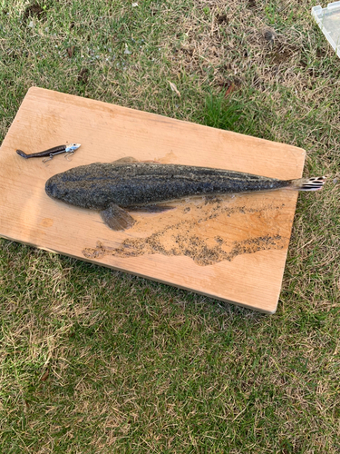 コチの釣果