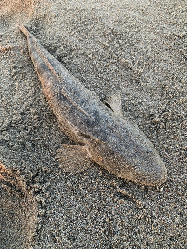 コチの釣果