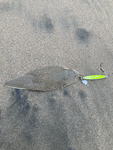 シタビラメの釣果