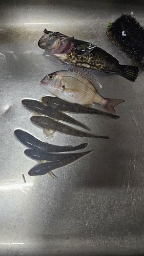 マハゼの釣果