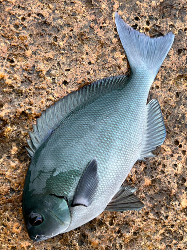 クチブトグレの釣果