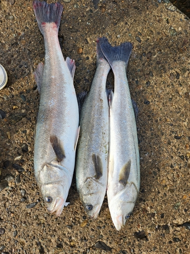 シーバスの釣果