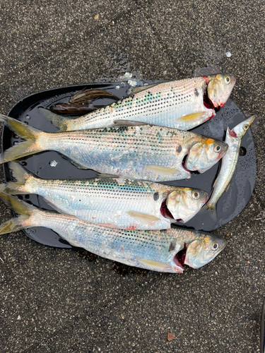 コノシロの釣果