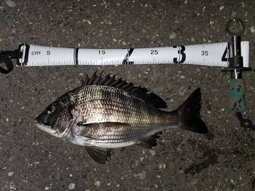 クロダイの釣果