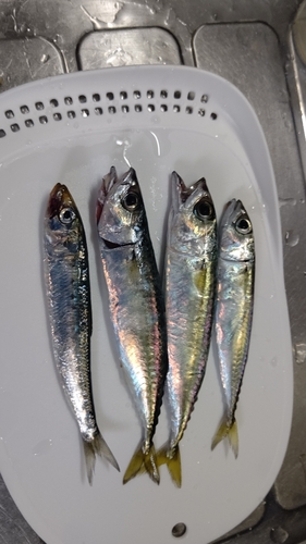 サバの釣果