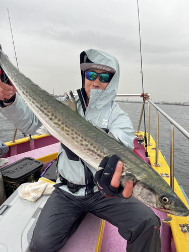 サワラの釣果