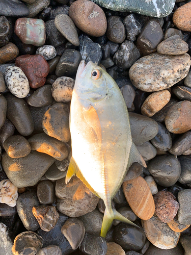 メッキの釣果