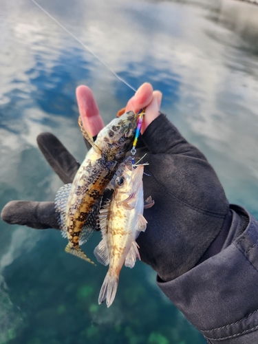 シロメバルの釣果