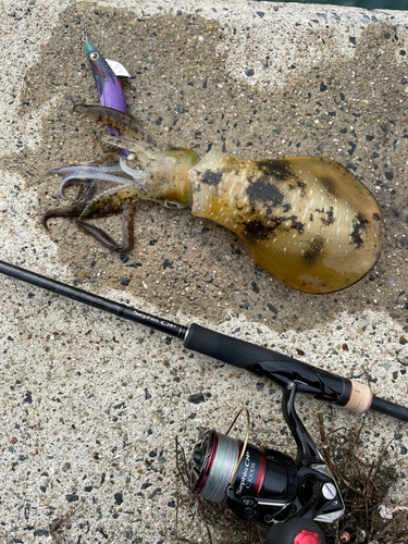 アオリイカの釣果