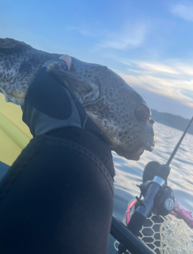 ショウサイフグの釣果