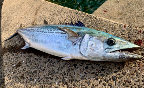 サワラの釣果