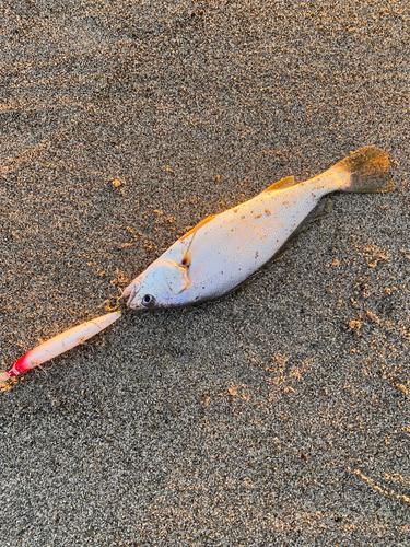 ニベの釣果