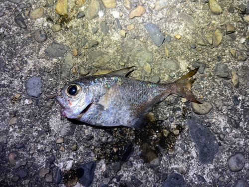 ミナミハタンポの釣果