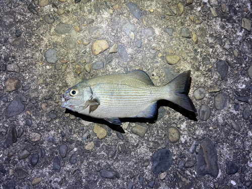 イスズミの釣果