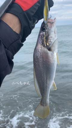 ニベの釣果