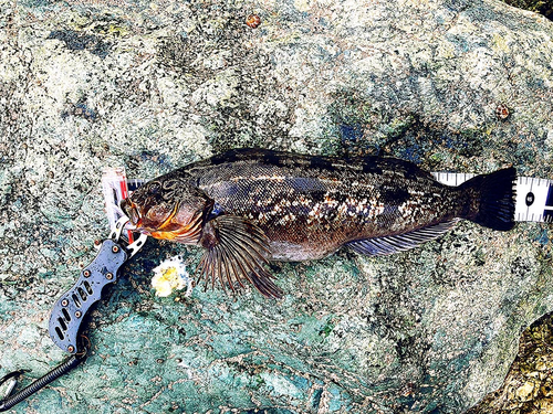 アイナメの釣果