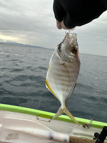 カイワリの釣果