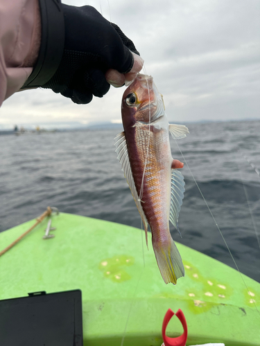 アマダイの釣果