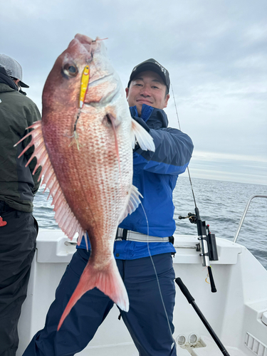 マダイの釣果