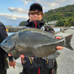 クチブトグレ