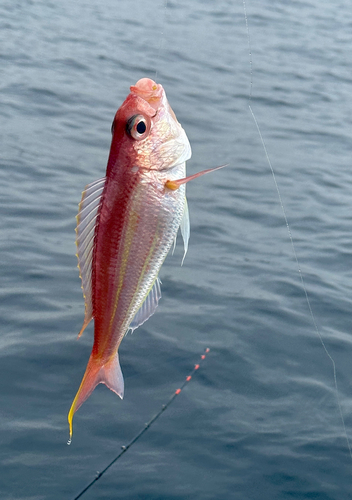 イトヨリダイの釣果