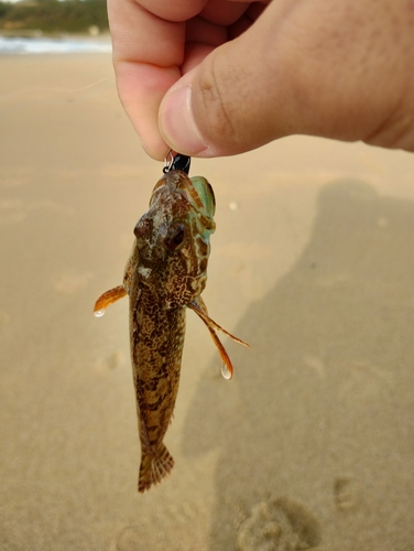 ハゼの釣果