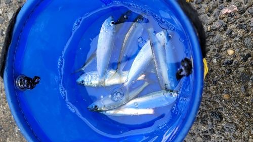 サッパの釣果