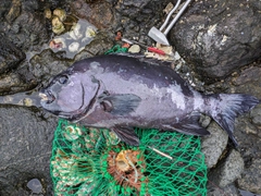 イシダイの釣果