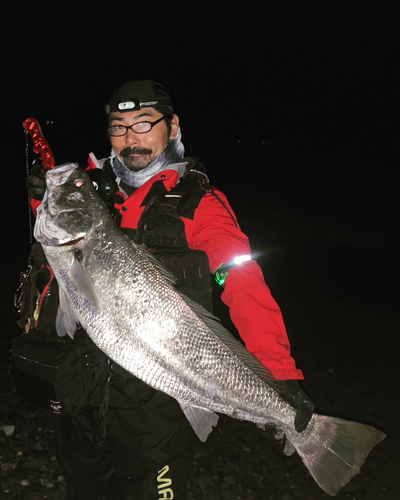 オオニベの釣果