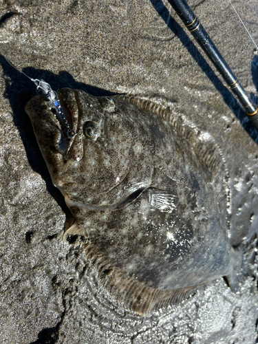 ヒラメの釣果