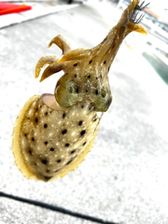 コウイカの釣果