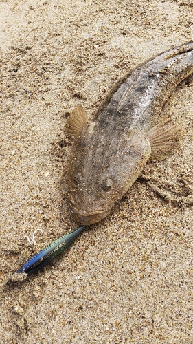 マゴチの釣果