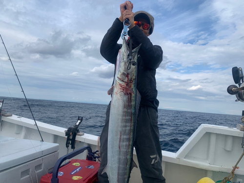 カマスサワラの釣果