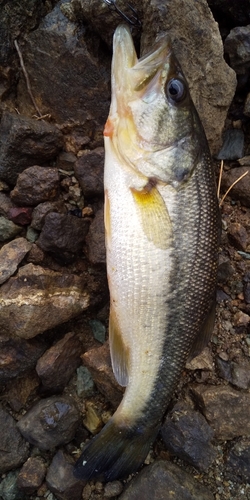 ラージマウスバスの釣果