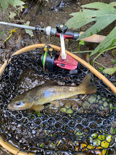 ブラウントラウトの釣果