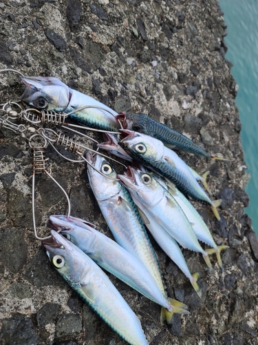 サバの釣果