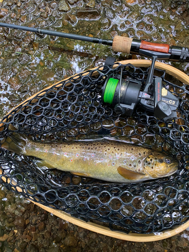 ブラウントラウトの釣果