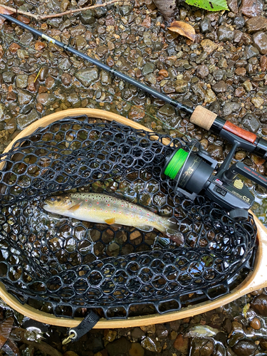 ブラウントラウトの釣果