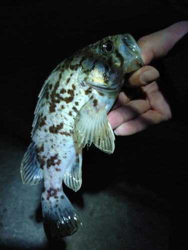 タケノコメバルの釣果