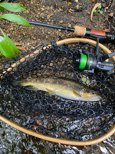 ブラウントラウトの釣果