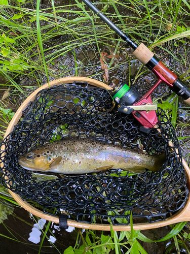 ブラウントラウトの釣果