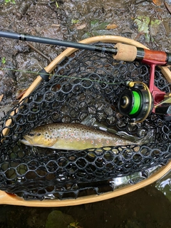 ブラウントラウトの釣果