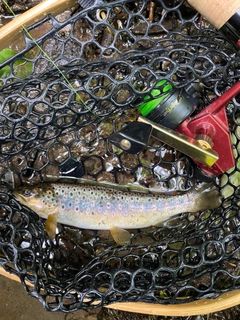 ブラウントラウトの釣果