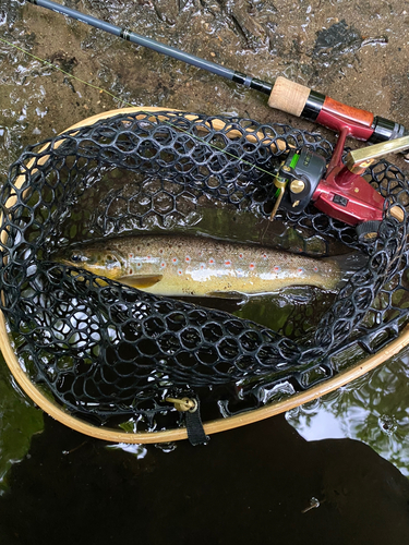 ブラウントラウトの釣果