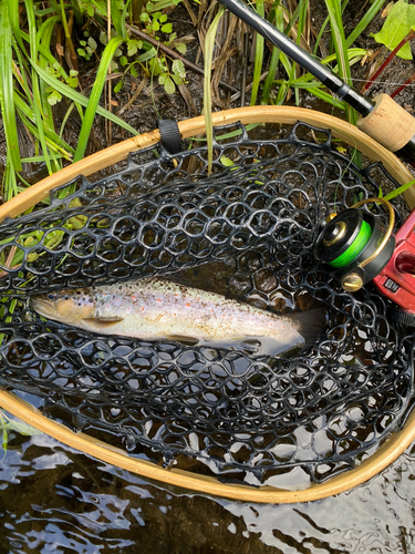 ブラウントラウトの釣果