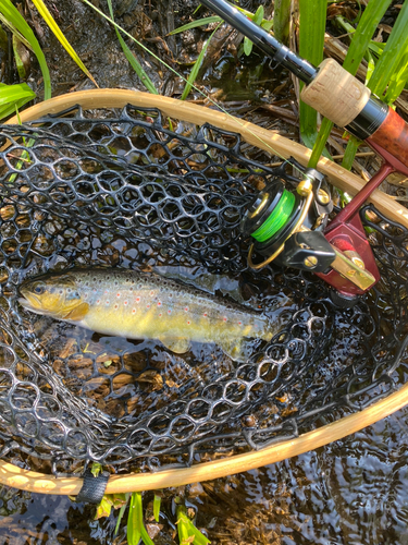 ブラウントラウトの釣果