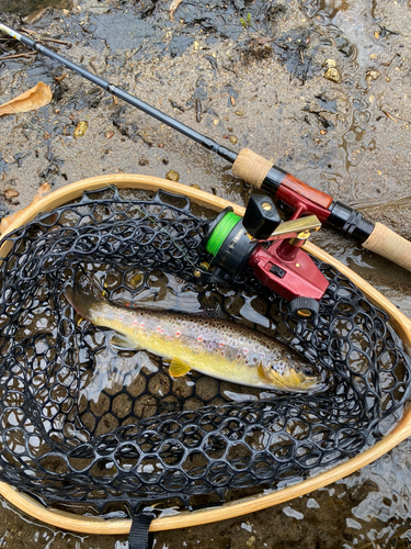 ブラウントラウトの釣果