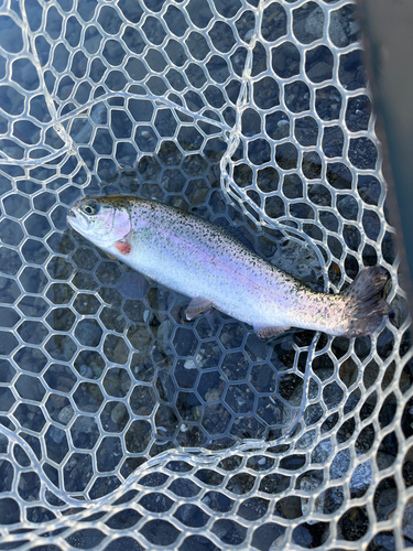 ニジマスの釣果